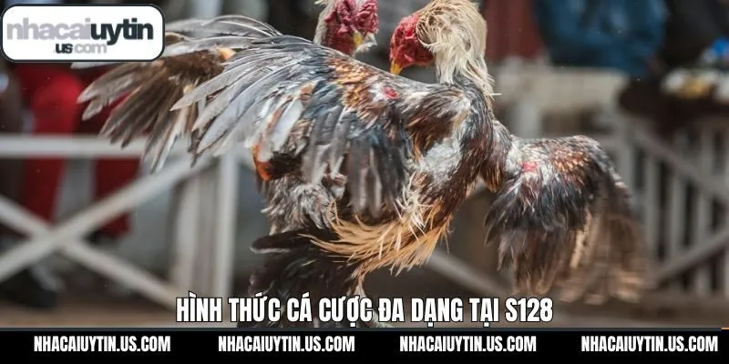Các hình thức chọi kê nổi bật tại sảnh cược